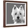 West Highland Terrier-Emily Burrowes-Framed Art Print