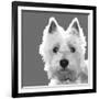 West Highland Terrier-Emily Burrowes-Framed Art Print