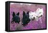 West Highland White and Scottish Terriers-null-Framed Stretched Canvas