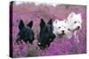 West Highland White and Scottish Terriers-null-Stretched Canvas