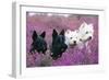 West Highland White and Scottish Terriers-null-Framed Photographic Print