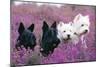 West Highland White and Scottish Terriers-null-Mounted Photographic Print