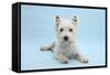 West Highland White Terrier Against a Blue Background-Mark Taylor-Framed Stretched Canvas