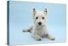 West Highland White Terrier Against a Blue Background-Mark Taylor-Stretched Canvas
