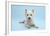 West Highland White Terrier Against a Blue Background-Mark Taylor-Framed Photographic Print