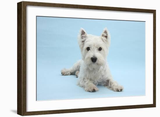 West Highland White Terrier Against a Blue Background-Mark Taylor-Framed Photographic Print