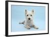 West Highland White Terrier Against a Blue Background-Mark Taylor-Framed Photographic Print