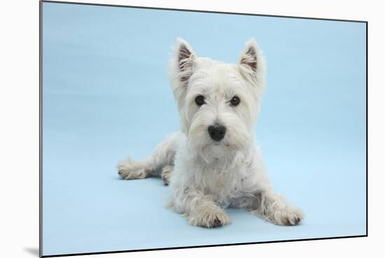 West Highland White Terrier Against a Blue Background-Mark Taylor-Mounted Photographic Print