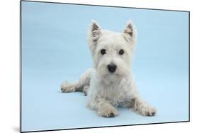 West Highland White Terrier Against a Blue Background-Mark Taylor-Mounted Photographic Print