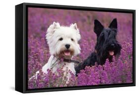 West Highland White Terrier and Scottish Terrier-null-Framed Stretched Canvas