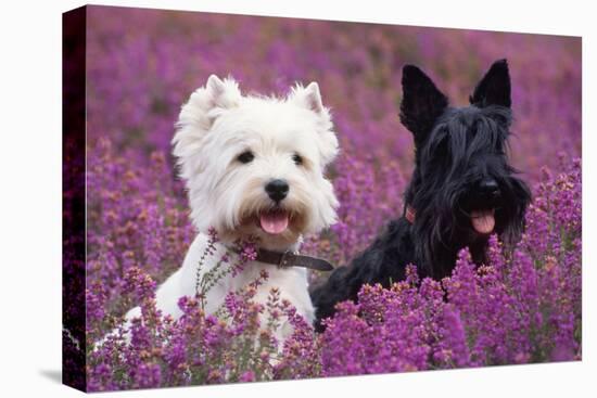 West Highland White Terrier and Scottish Terrier-null-Stretched Canvas