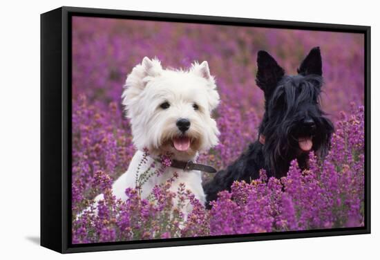 West Highland White Terrier and Scottish Terrier-null-Framed Stretched Canvas