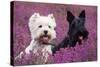 West Highland White Terrier and Scottish Terrier-null-Stretched Canvas