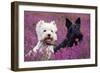 West Highland White Terrier and Scottish Terrier-null-Framed Photographic Print