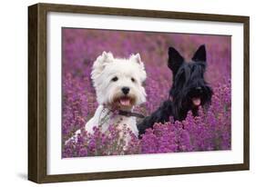 West Highland White Terrier and Scottish Terrier-null-Framed Photographic Print