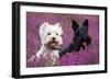 West Highland White Terrier and Scottish Terrier-null-Framed Photographic Print