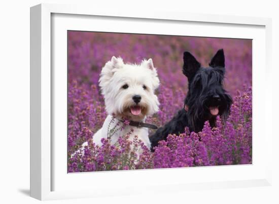 West Highland White Terrier and Scottish Terrier-null-Framed Photographic Print