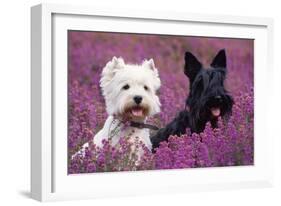 West Highland White Terrier and Scottish Terrier-null-Framed Photographic Print