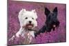 West Highland White Terrier and Scottish Terrier-null-Mounted Photographic Print