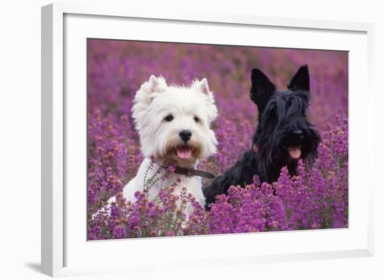 West Highland White Terrier and Scottish Terrier-null-Framed Photographic Print