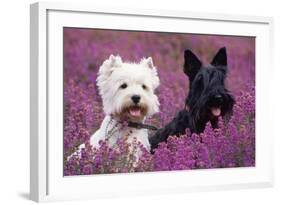 West Highland White Terrier and Scottish Terrier-null-Framed Photographic Print