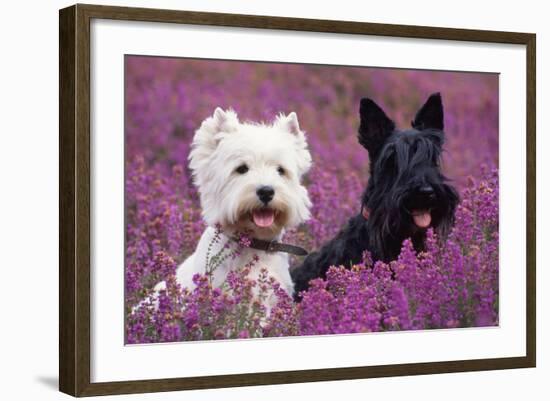 West Highland White Terrier and Scottish Terrier-null-Framed Photographic Print