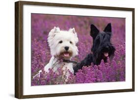 West Highland White Terrier and Scottish Terrier-null-Framed Photographic Print