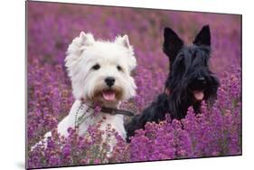 West Highland White Terrier and Scottish Terrier-null-Mounted Photographic Print