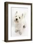 West Highland White Terrier, Betty, Looking Up-Mark Taylor-Framed Photographic Print