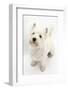 West Highland White Terrier, Betty, Looking Up-Mark Taylor-Framed Photographic Print