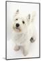 West Highland White Terrier, Betty, Looking Up-Mark Taylor-Mounted Photographic Print