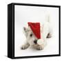 West Highland White Terrier, Betty, Wearing a Father Christmas Hat-Mark Taylor-Framed Stretched Canvas