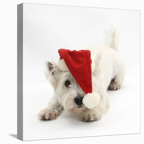 West Highland White Terrier, Betty, Wearing a Father Christmas Hat-Mark Taylor-Stretched Canvas