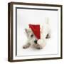 West Highland White Terrier, Betty, Wearing a Father Christmas Hat-Mark Taylor-Framed Photographic Print