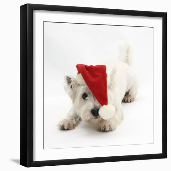 West Highland White Terrier, Betty, Wearing a Father Christmas Hat-Mark Taylor-Framed Photographic Print