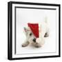 West Highland White Terrier, Betty, Wearing a Father Christmas Hat-Mark Taylor-Framed Photographic Print