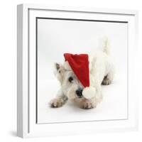 West Highland White Terrier, Betty, Wearing a Father Christmas Hat-Mark Taylor-Framed Photographic Print