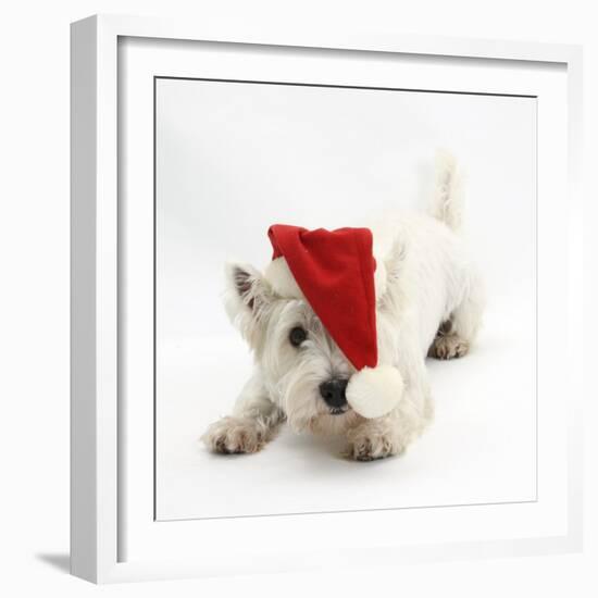 West Highland White Terrier, Betty, Wearing a Father Christmas Hat-Mark Taylor-Framed Photographic Print
