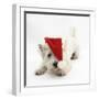 West Highland White Terrier, Betty, Wearing a Father Christmas Hat-Mark Taylor-Framed Photographic Print