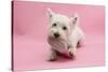 West Highland White Terrier Biting a Pink Boot Against a Pink Background-Mark Taylor-Stretched Canvas