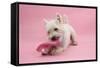 West Highland White Terrier Biting a Pink Boot Against a Pink Background-Mark Taylor-Framed Stretched Canvas