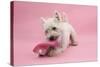 West Highland White Terrier Biting a Pink Boot Against a Pink Background-Mark Taylor-Stretched Canvas