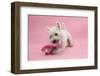 West Highland White Terrier Biting a Pink Boot Against a Pink Background-Mark Taylor-Framed Photographic Print