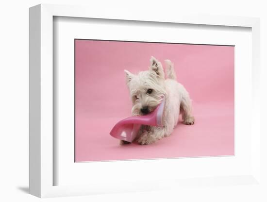 West Highland White Terrier Biting a Pink Boot Against a Pink Background-Mark Taylor-Framed Photographic Print