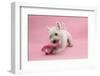 West Highland White Terrier Biting a Pink Boot Against a Pink Background-Mark Taylor-Framed Photographic Print