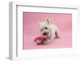 West Highland White Terrier Biting a Pink Boot Against a Pink Background-Mark Taylor-Framed Photographic Print