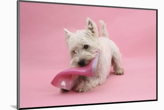 West Highland White Terrier Biting a Pink Boot Against a Pink Background-Mark Taylor-Mounted Photographic Print