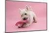 West Highland White Terrier Biting a Pink Boot Against a Pink Background-Mark Taylor-Mounted Photographic Print