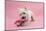 West Highland White Terrier Biting a Pink Boot Against a Pink Background-Mark Taylor-Mounted Photographic Print