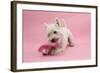 West Highland White Terrier Biting a Pink Boot Against a Pink Background-Mark Taylor-Framed Photographic Print